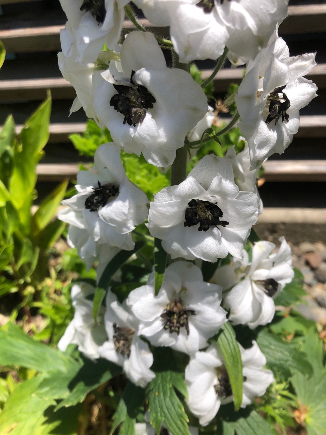 Black Eyed Angels Delphinium