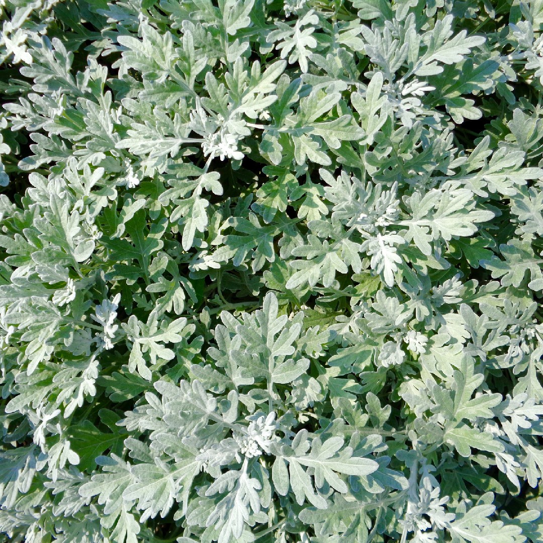 シロヨモギ 白蓬 Artemisia Stelleriana 花言葉 学名 よくある質問 Picturethis