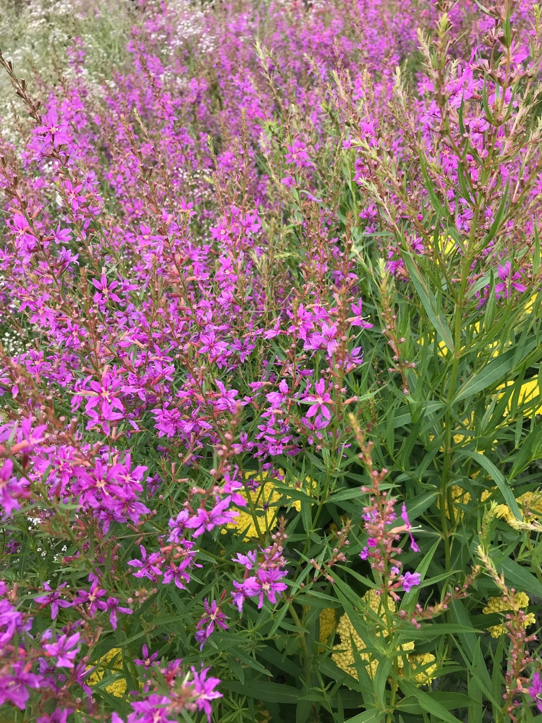 Lythrum Salicaria Swirl Lythrum Salicaria Swirl Picturethis