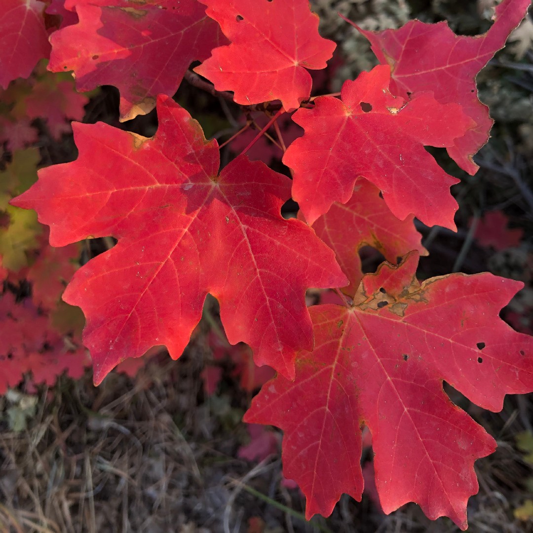 Acer Grandidentatum Acer Grandidentatum 日常養生 Picturethis