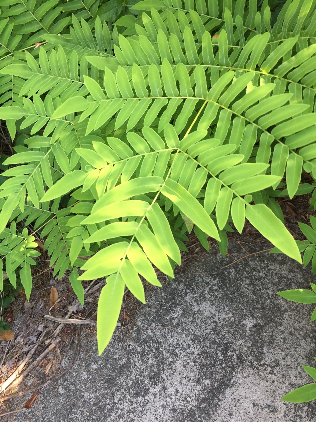 ゼンマイ 薇 Osmunda Japonica 花言葉 学名 よくある質問 Picturethis