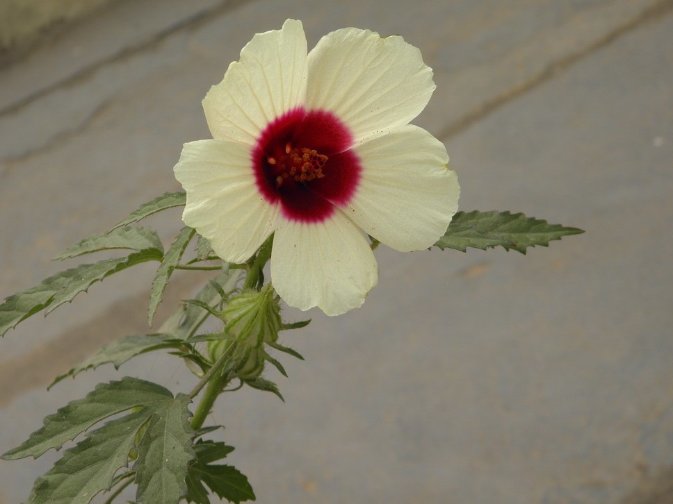 大麻槿 Hibiscus Cannabinus 照顧 繁殖 開花時間 Picturethis