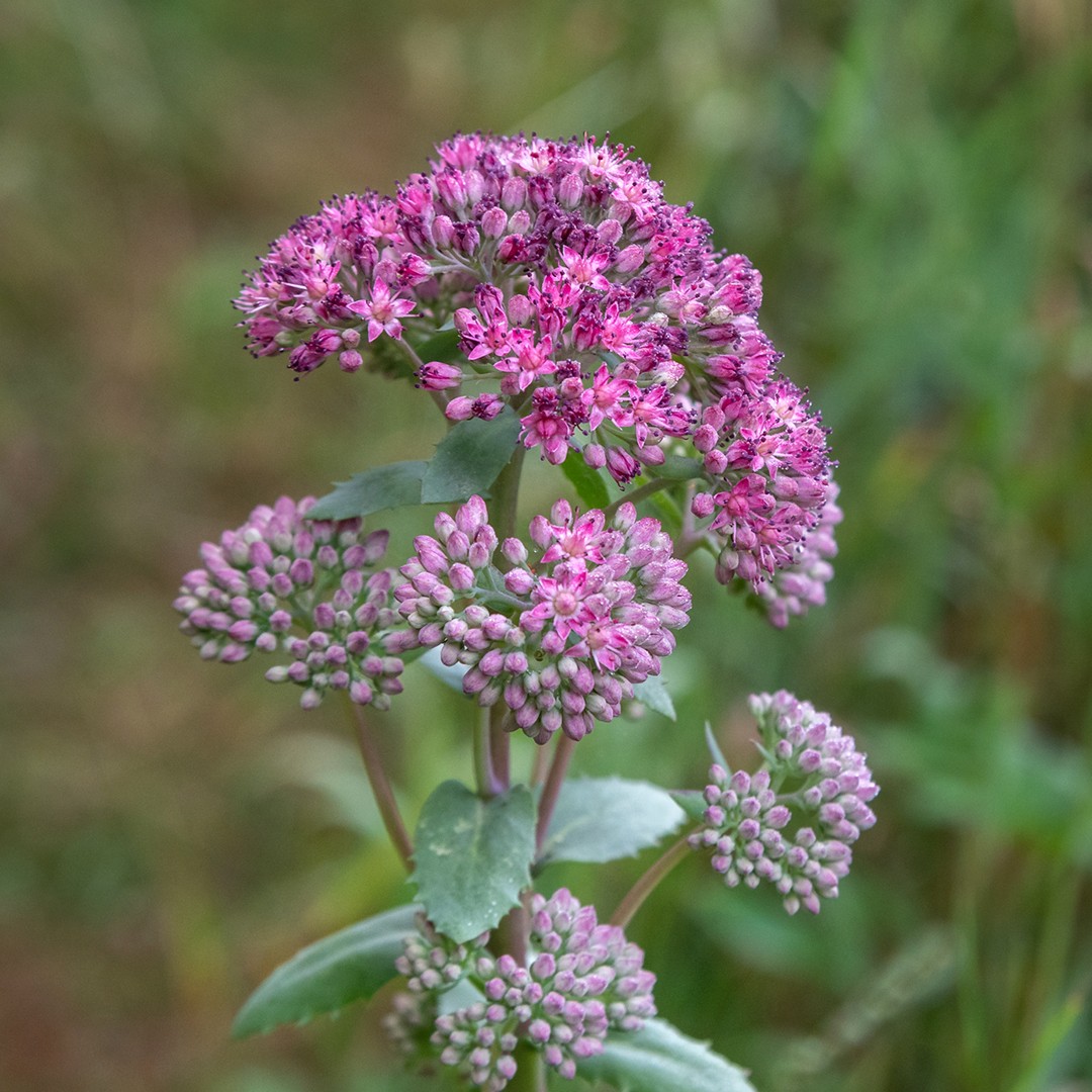 ムラサキベンケイソウ 紫弁慶草 Hylotelephium Telephium 花言葉 毒性 よくある質問 Picturethis