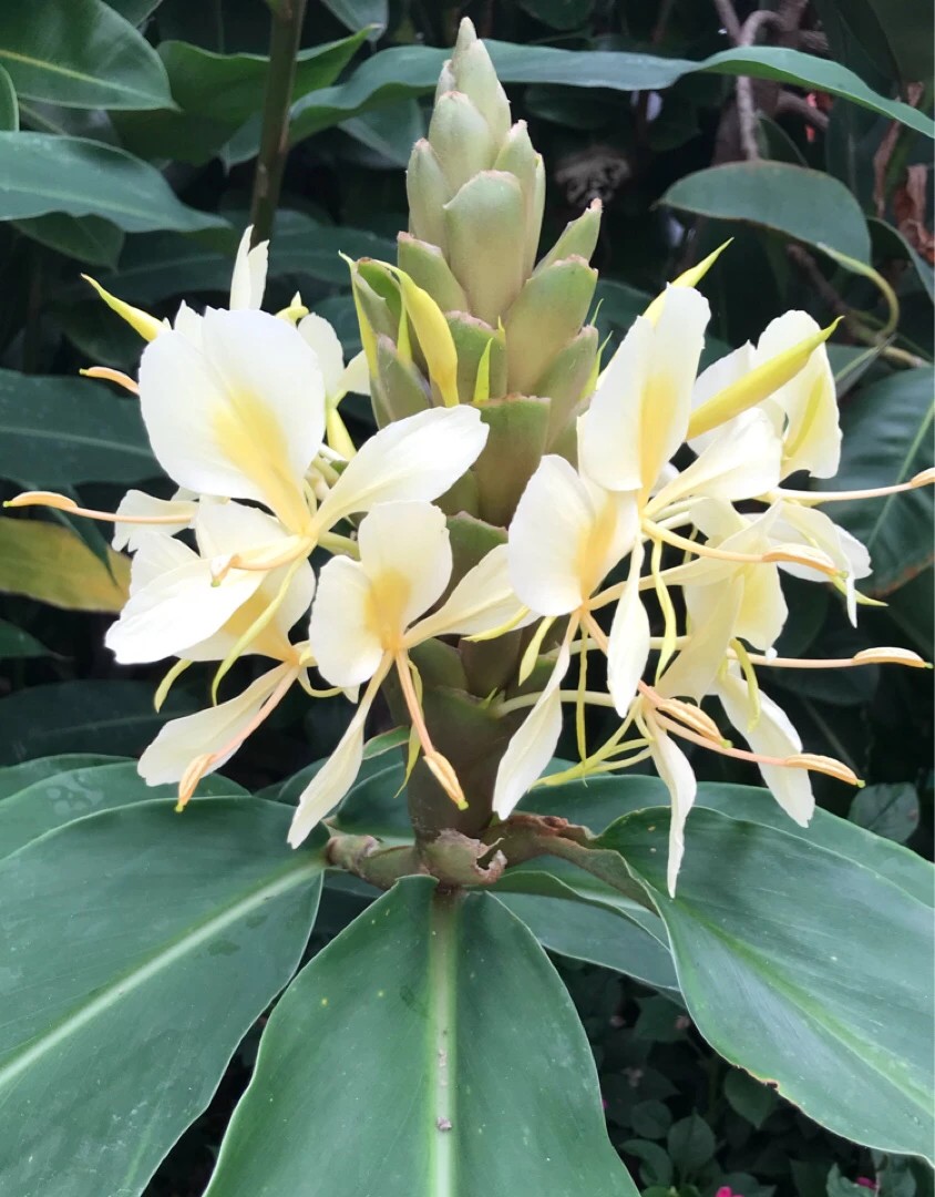 Ginger Lily Hedychium Picturethis