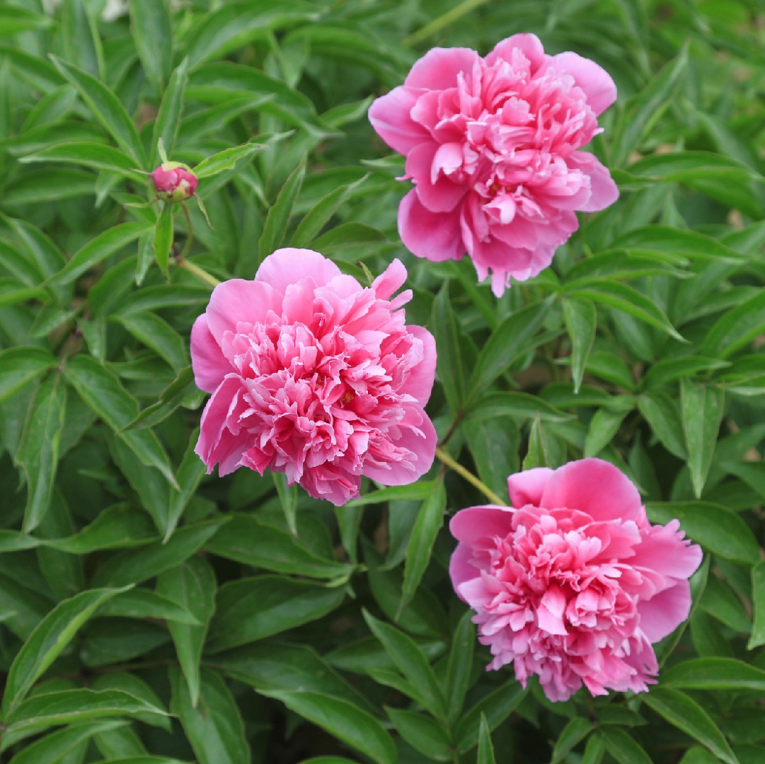 Paeonia lactiflora - PictureThis