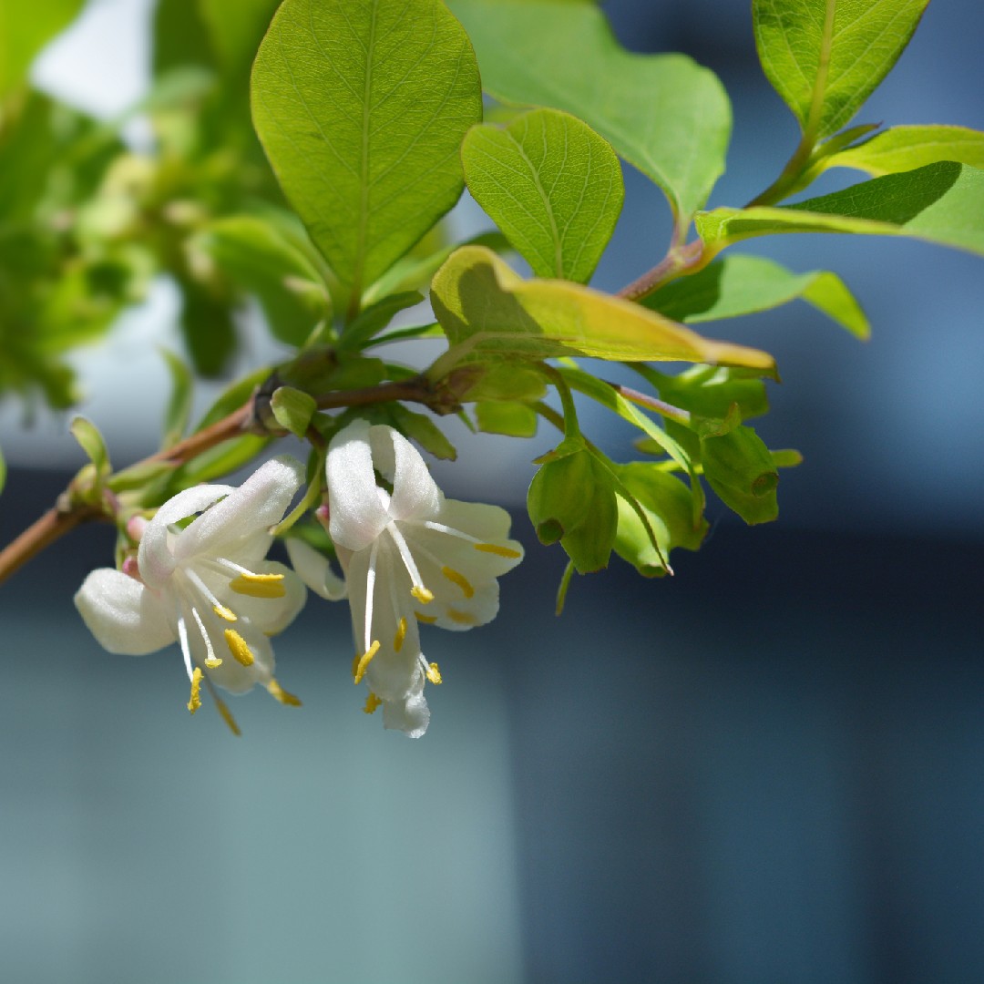 郁香忍冬 Lonicera Fragrantissima 照顧 繁殖 開花時間 Picturethis