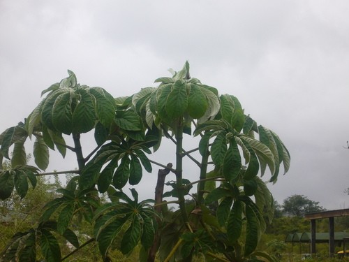 Cecropia Pachystachya Picturethis 2313