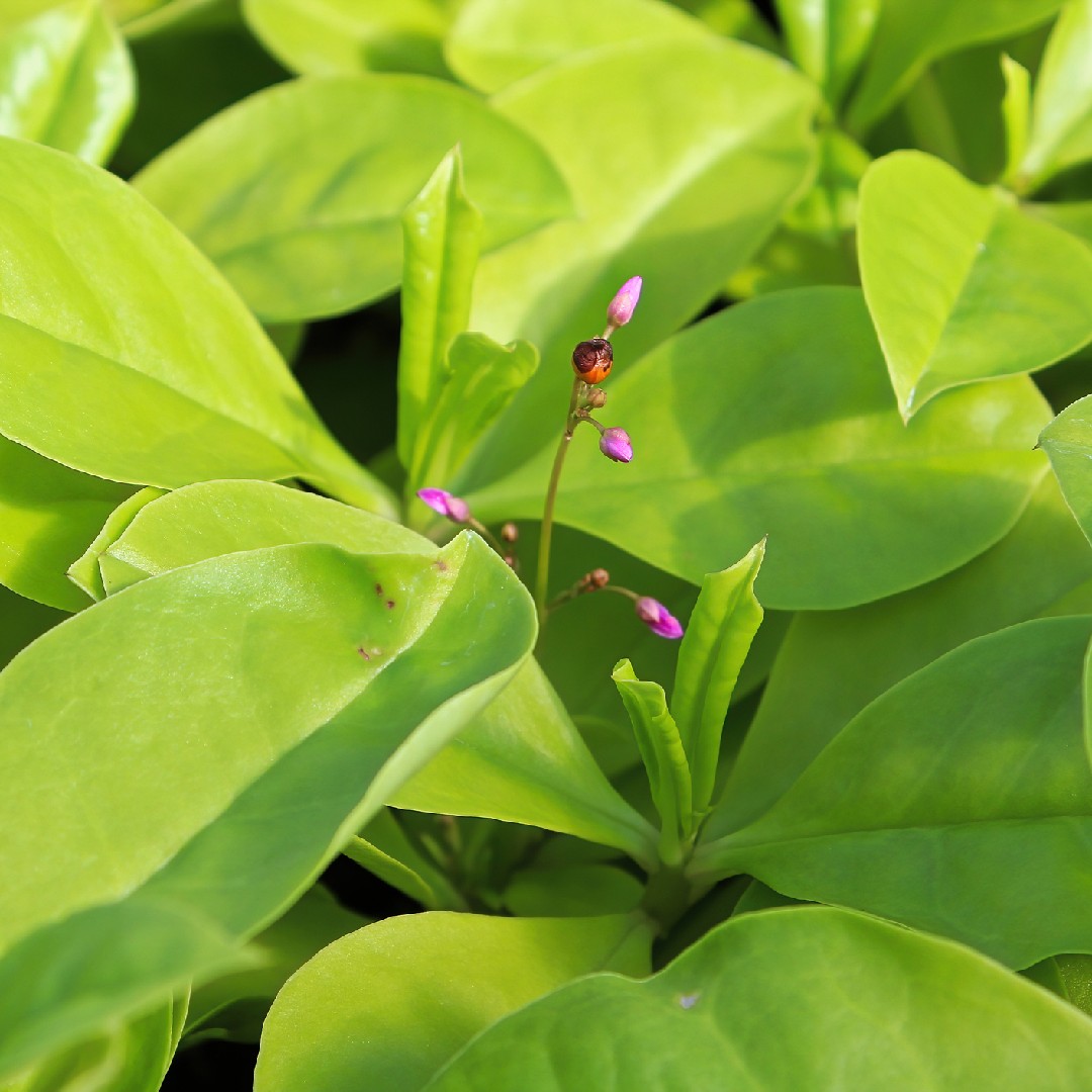 ハゼラン 爆蘭 Talinum Paniculatum 花言葉 毒性 よくある質問 Picturethis