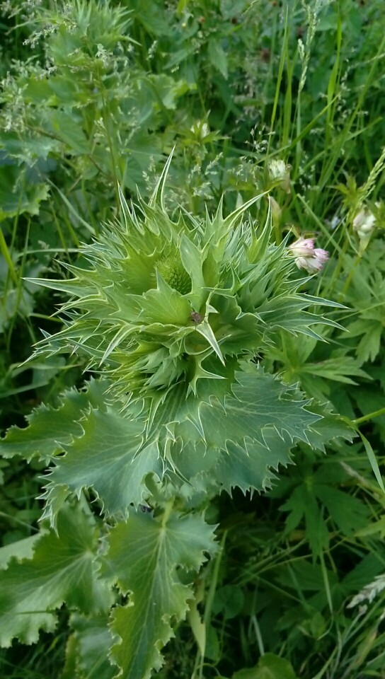 PictureThis - (Eryngium) Eryngium