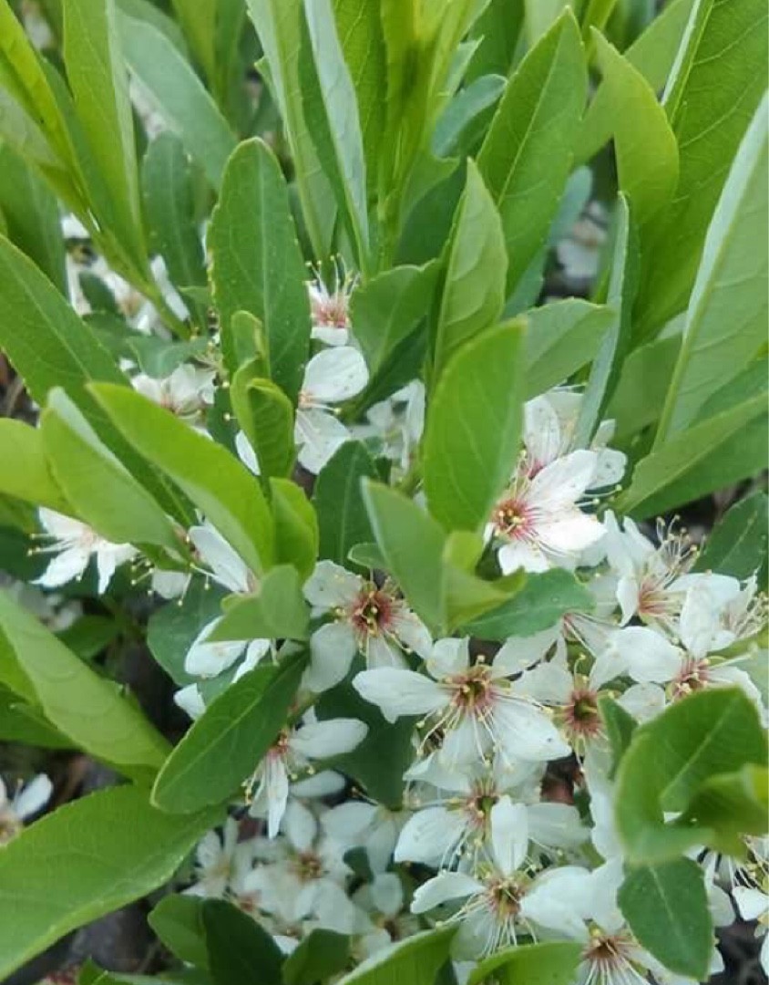 プルナス プミラ Prunus Pumila 花言葉 学名 よくある質問 Picturethis