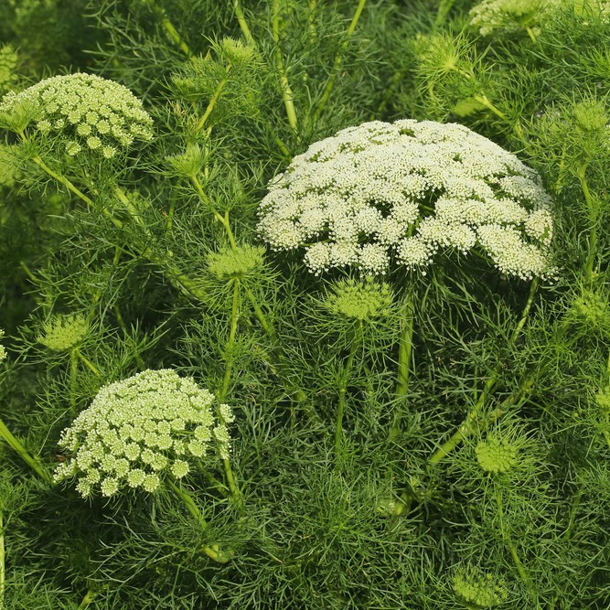 ドクゼリモドキ Ammi Majus 花言葉 学名 よくある質問 Picturethis