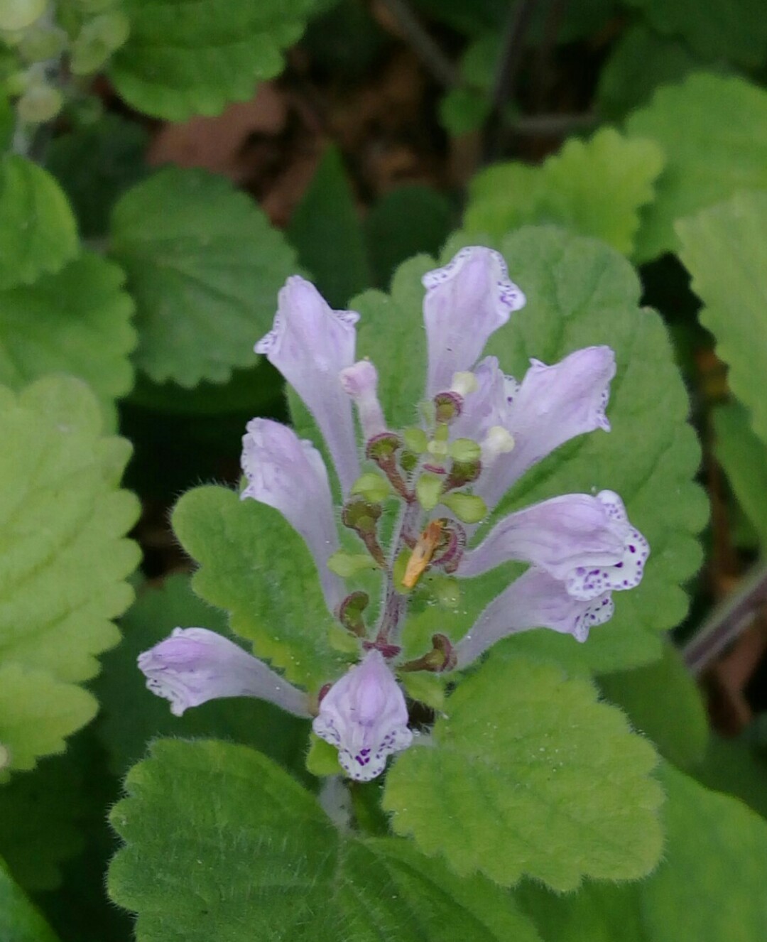 タツナミソウ属 Scutellaria 花言葉 学名 よくある質問 Picturethis