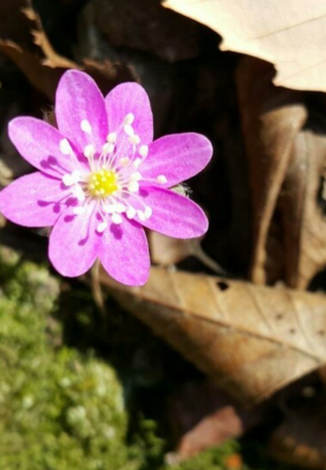 Hepatica Nobilis Var Asiatica 花言葉 学名 よくある質問 Picturethis