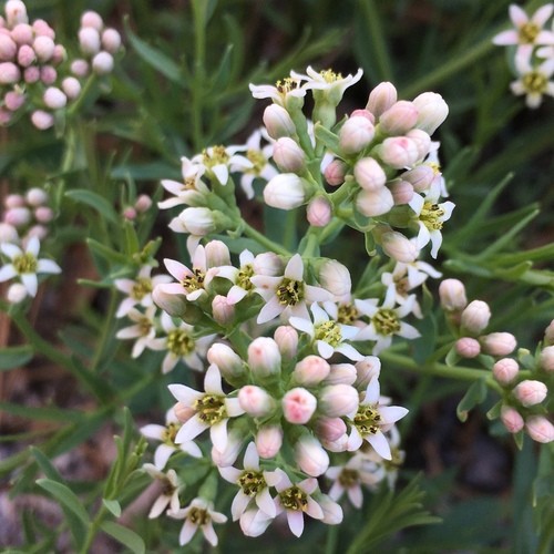 Umbellate Bastard Toad Flax Comandra Umbellata Flower Leaf Uses Picturethis