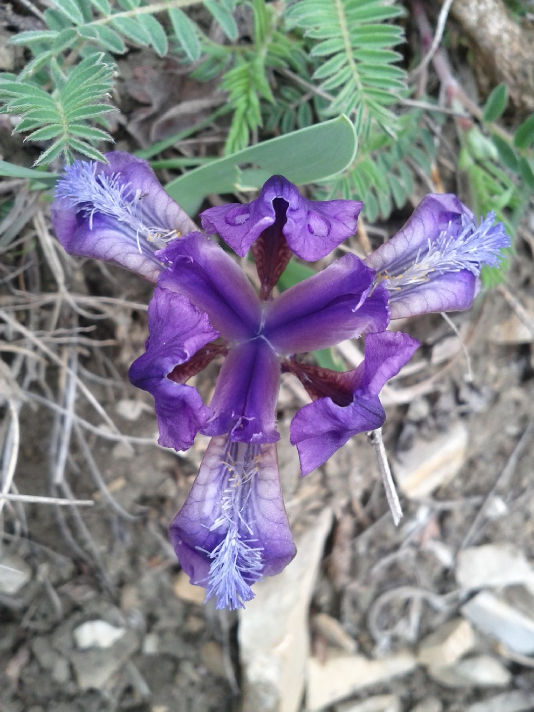 Pumila morada (Iris pumila) - PictureThis