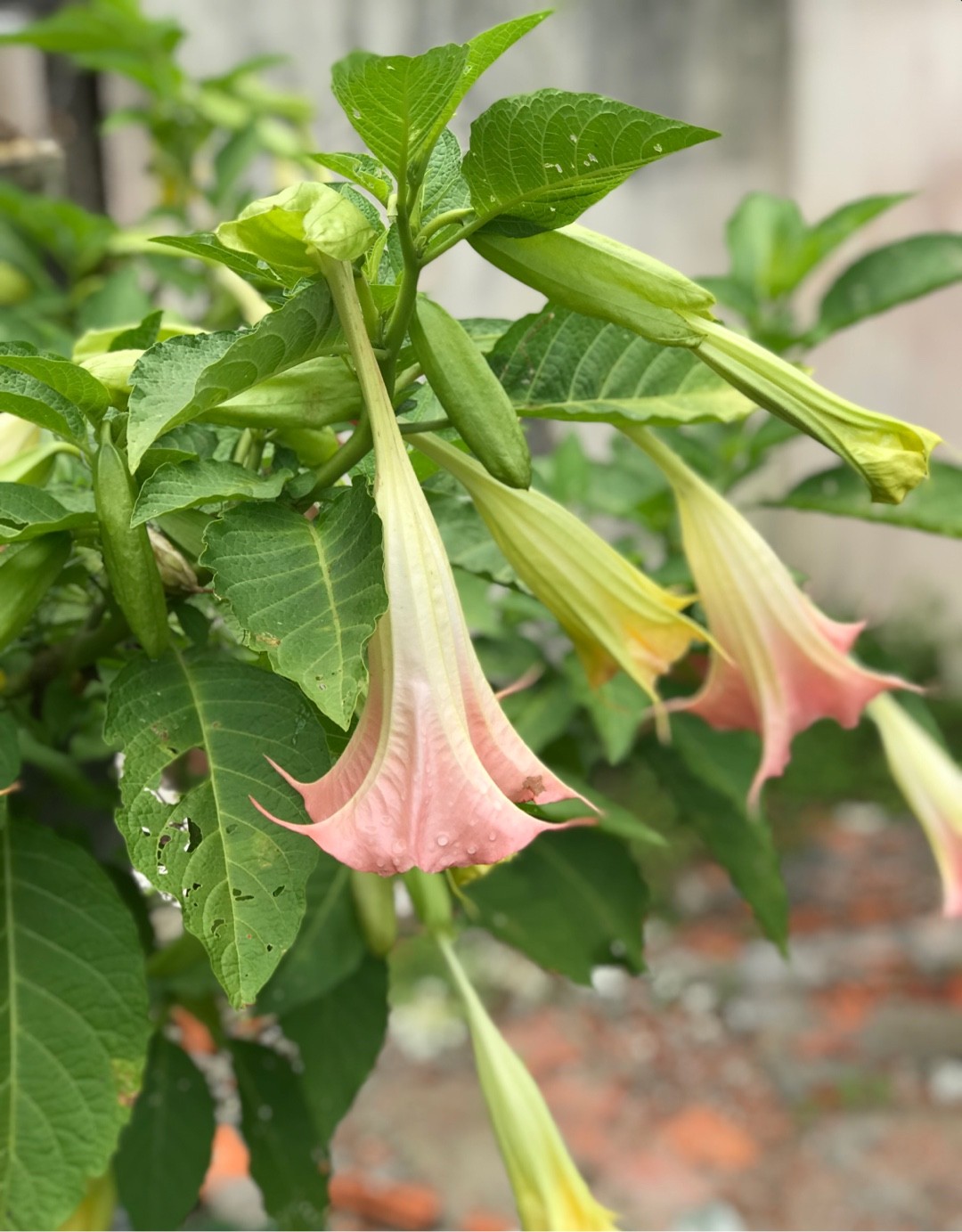 Brugmansia suaveolens Frosty Pink - PictureThis