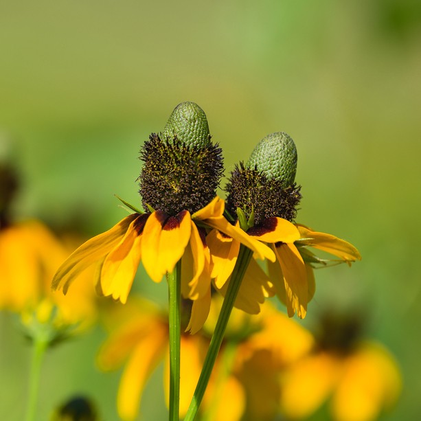 ルドベキア アンプレクシカウリス Rudbeckia Amplexicaulis 花言葉 学名 よくある質問 Picturethis