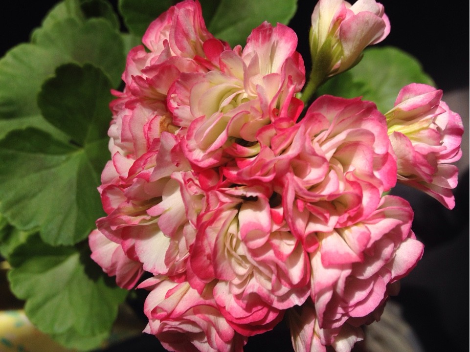 Pelargonium Apple Blossom Rosebud Pelargonium Apple Blossom Rosebud Picturethis