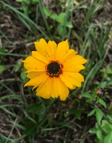 Coreopsis Basalis Coreopsis Basalis Picturethis