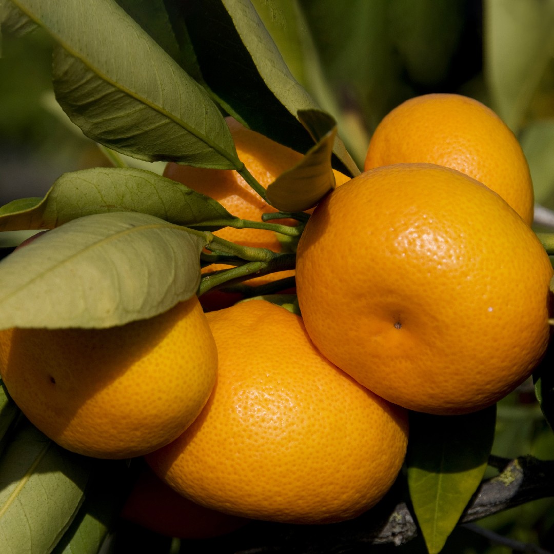 マンダリンオレンジ Citrus Reticulata 花言葉 学名 よくある質問 Picturethis