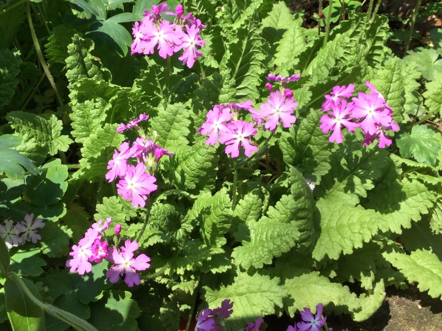 サクラソウ 桜草 Primula Sieboldii 花言葉 学名 よくある質問 Picturethis