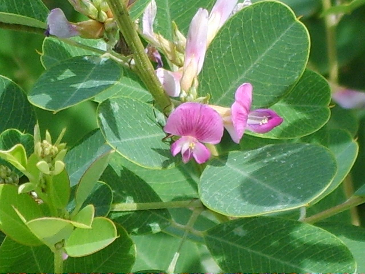 Lespedeza Cyrtobotrya (Lespedeza Cyrtobotrya) - PictureThis