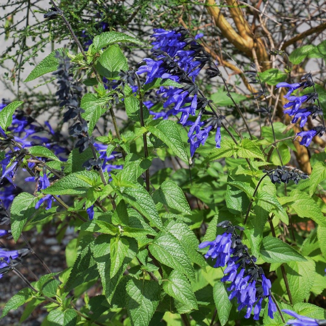 Salvia Coerulea 花言葉 学名 よくある質問 Picturethis