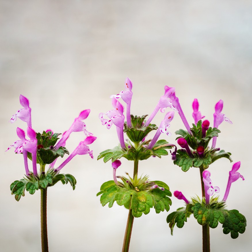 Lamium Amplexicaule 花言葉 学名 よくある質問 Picturethis