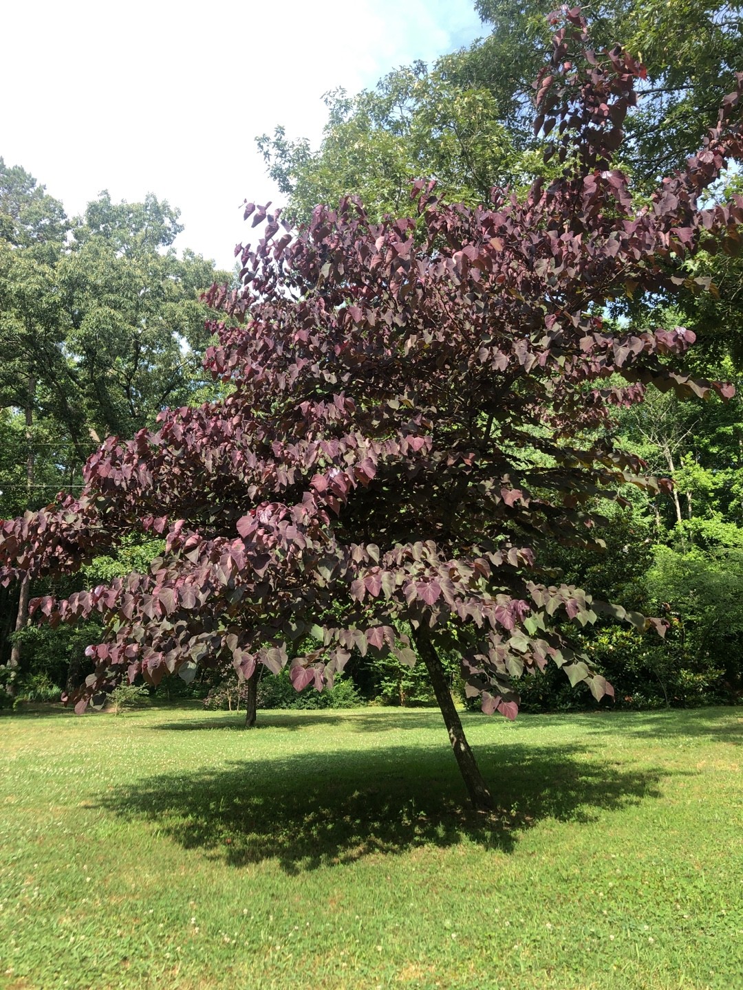 人気ショップが最安値挑戦！】 アメリカハナズオウ Cercis Canadensis Eastern Redbud の種子