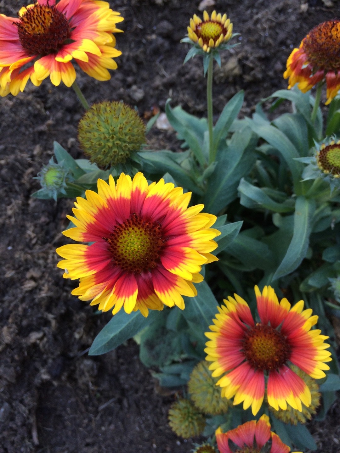 Gaillardia Grandiflora Dazzler 花言葉 学名 よくある質問 Picturethis