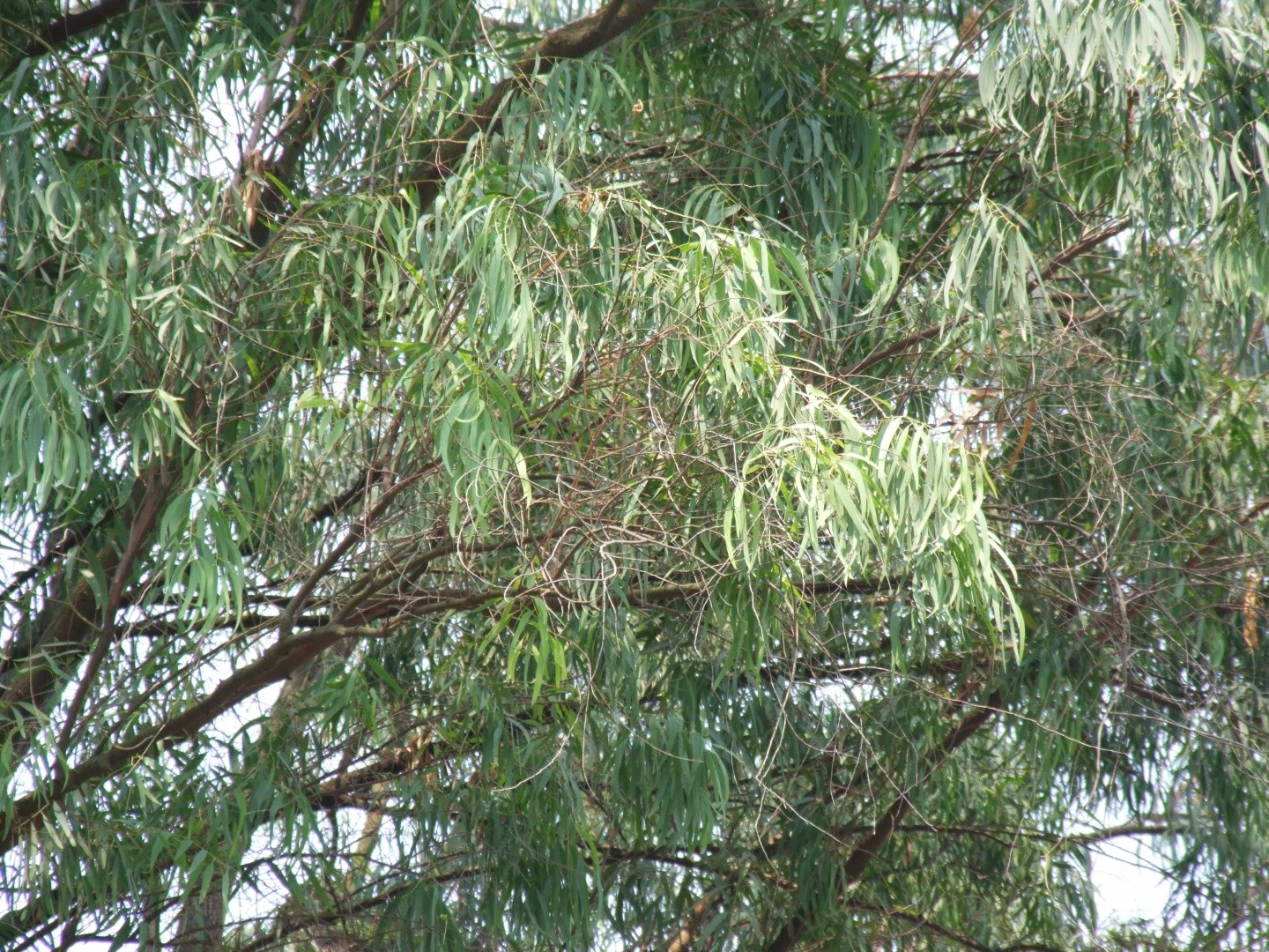 Eucalyptus Exserta (Eucalyptus Exserta) - PictureThis