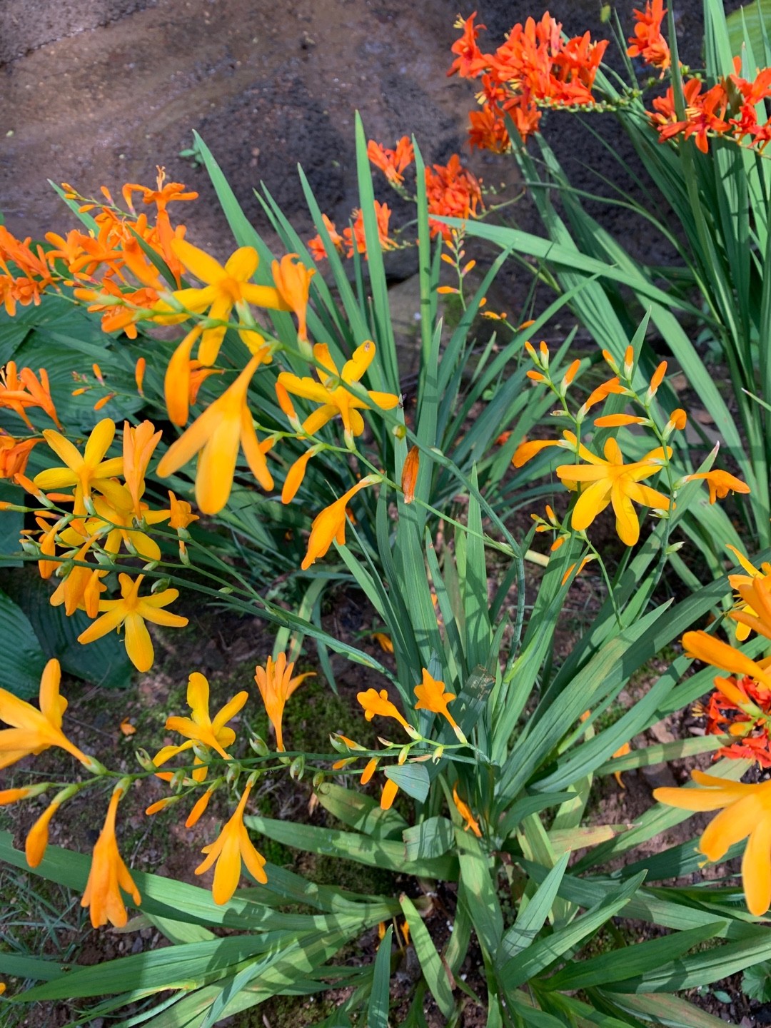 ヒオウギズイセン属 Crocosmia 花言葉 毒性 よくある質問 Picturethis