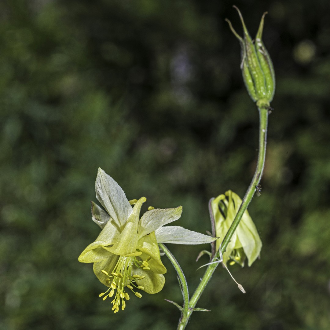 Aquilegia Flavescens 花言葉 学名 よくある質問 Picturethis