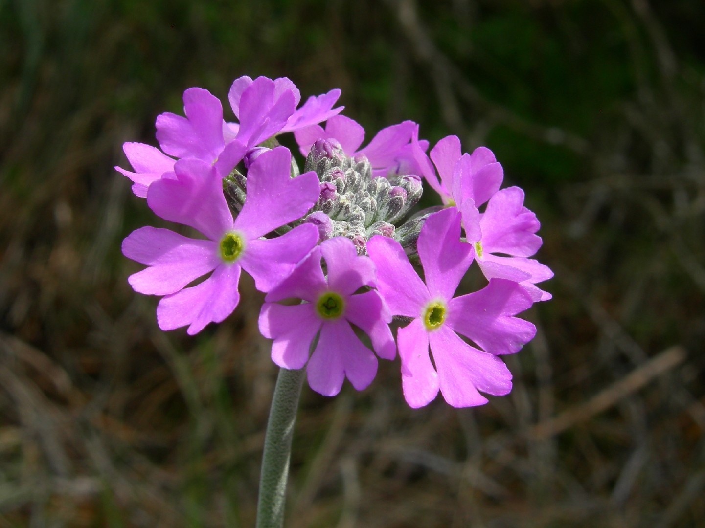 セイヨウユキワリソウ 西洋雪割草 Primula Farinosa 花言葉 学名 よくある質問 Picturethis