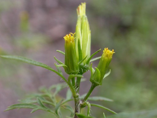 Bidens Parviflora - PictureThis