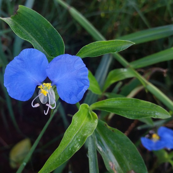 シュッコンツユクサ 宿根露草 Commelina Erecta 花言葉 毒性 よくある質問 Picturethis