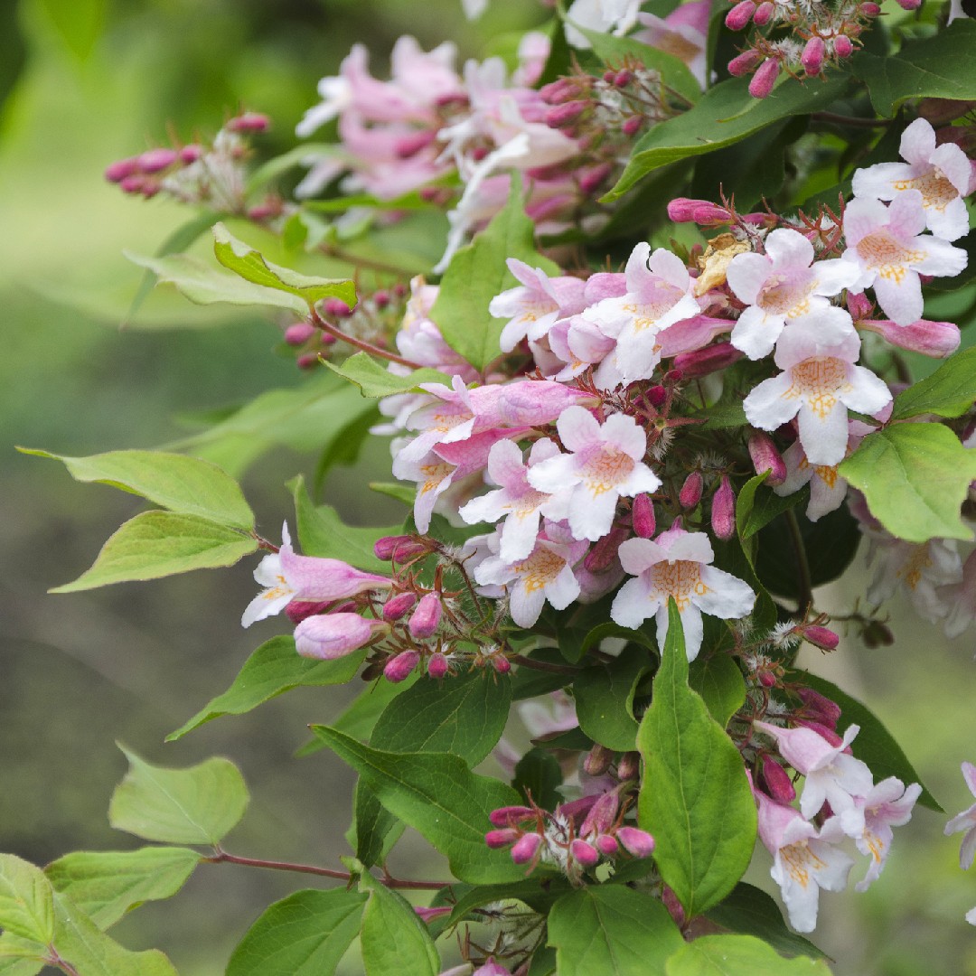 Kolkwitzia Amabilis 花言葉 学名 よくある質問 Picturethis