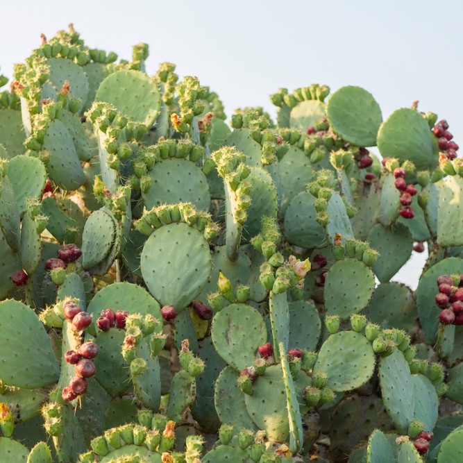 センニンサボテン Opuntia Stricta 日常養生 Picturethis