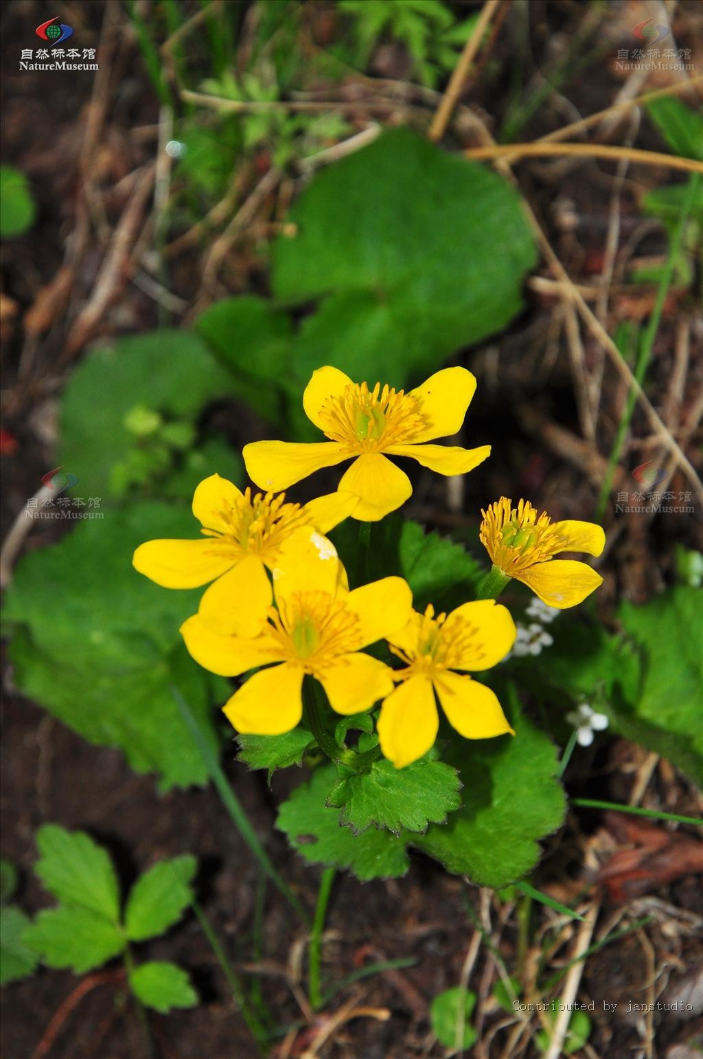 エゾノリュウキンカ 蝦夷立金花 Caltha Palustris Var Barthei 花言葉 学名 よくある質問 Picturethis