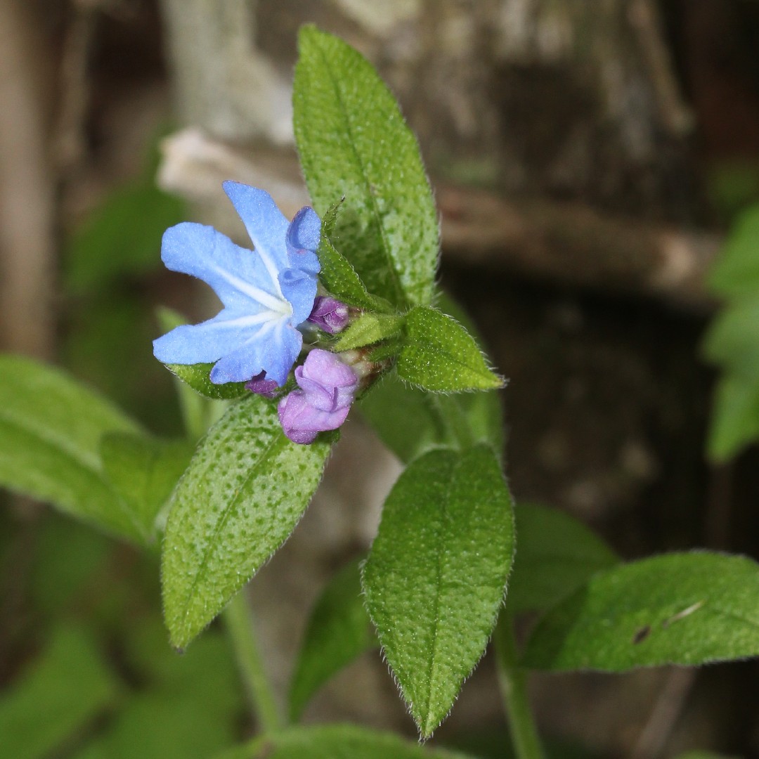 ホタルカズラ 蛍蔓 Aegonychon Zollingeri 花言葉 学名 よくある質問 Picturethis