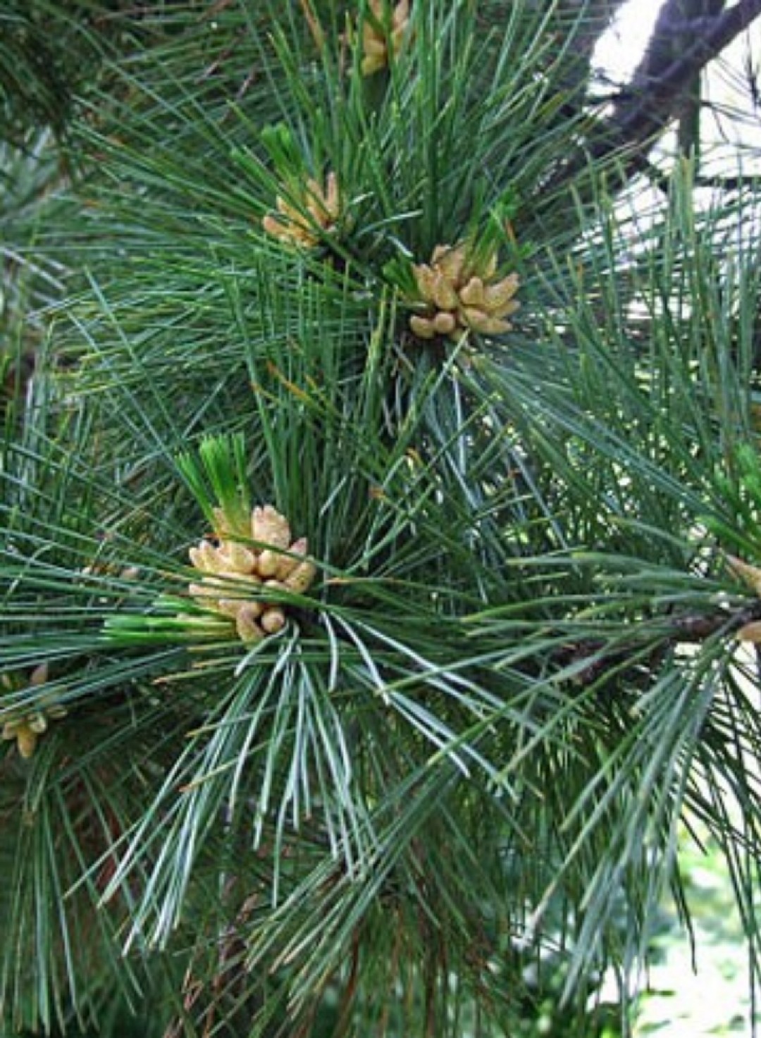 Сосна румелийская Pinus peuce