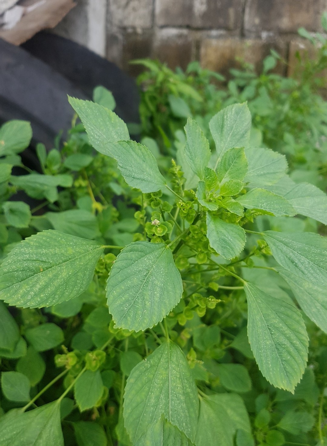 Acalypha Indica Picturethis