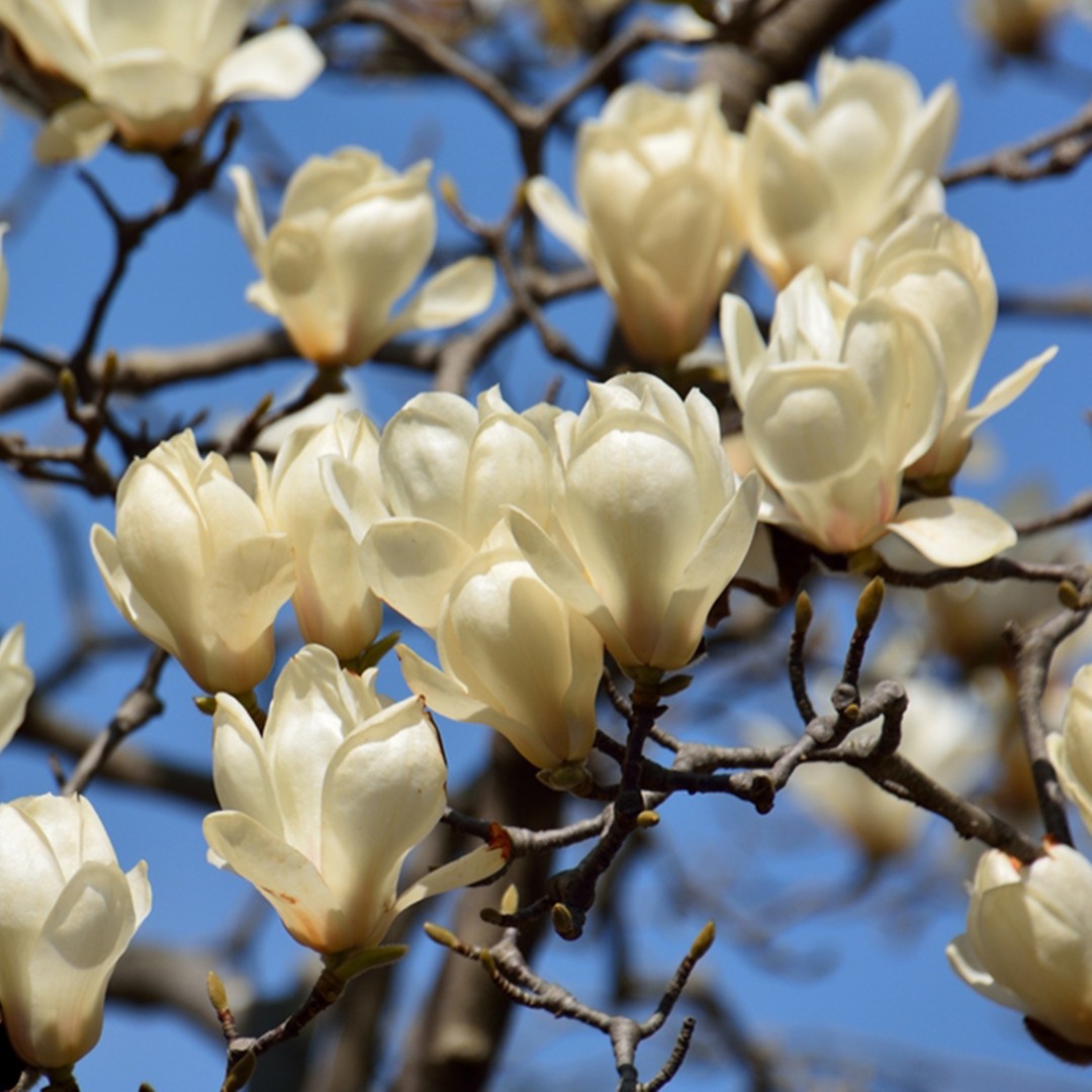 ハクレン Magnolia Denudata 花言葉 学名 よくある質問 Picturethis