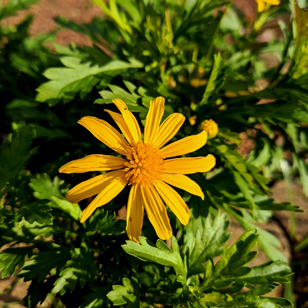 マーガレットコスモス Euryops Chrysanthemoides 花言葉 学名 よくある質問 Picturethis