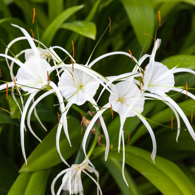 Hymenocallis Littoralis Hymenocallis Littoralis Picturethis