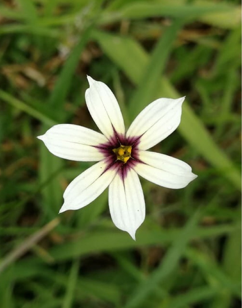 Sisyrinchium Micranthum 花言葉 学名 よくある質問 Picturethis