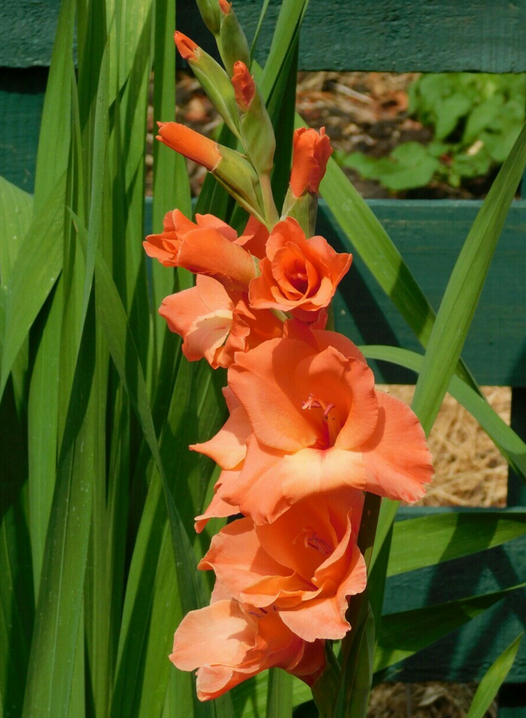 gladiolus-grandiflora-peter-pears-flower-leaf-uses-picturethis