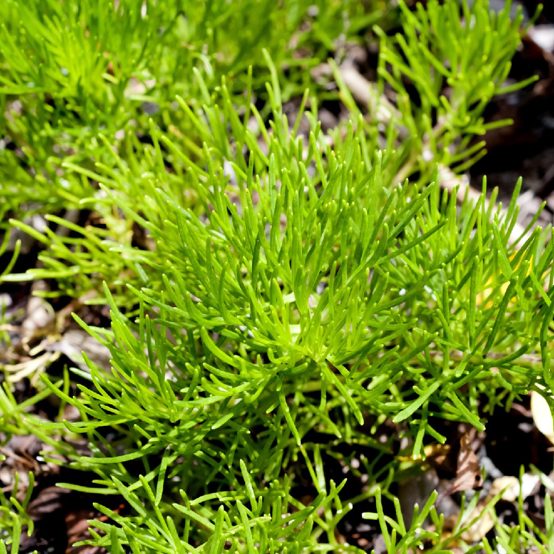 Artemisia Campestris 花言葉 学名 よくある質問 Picturethis