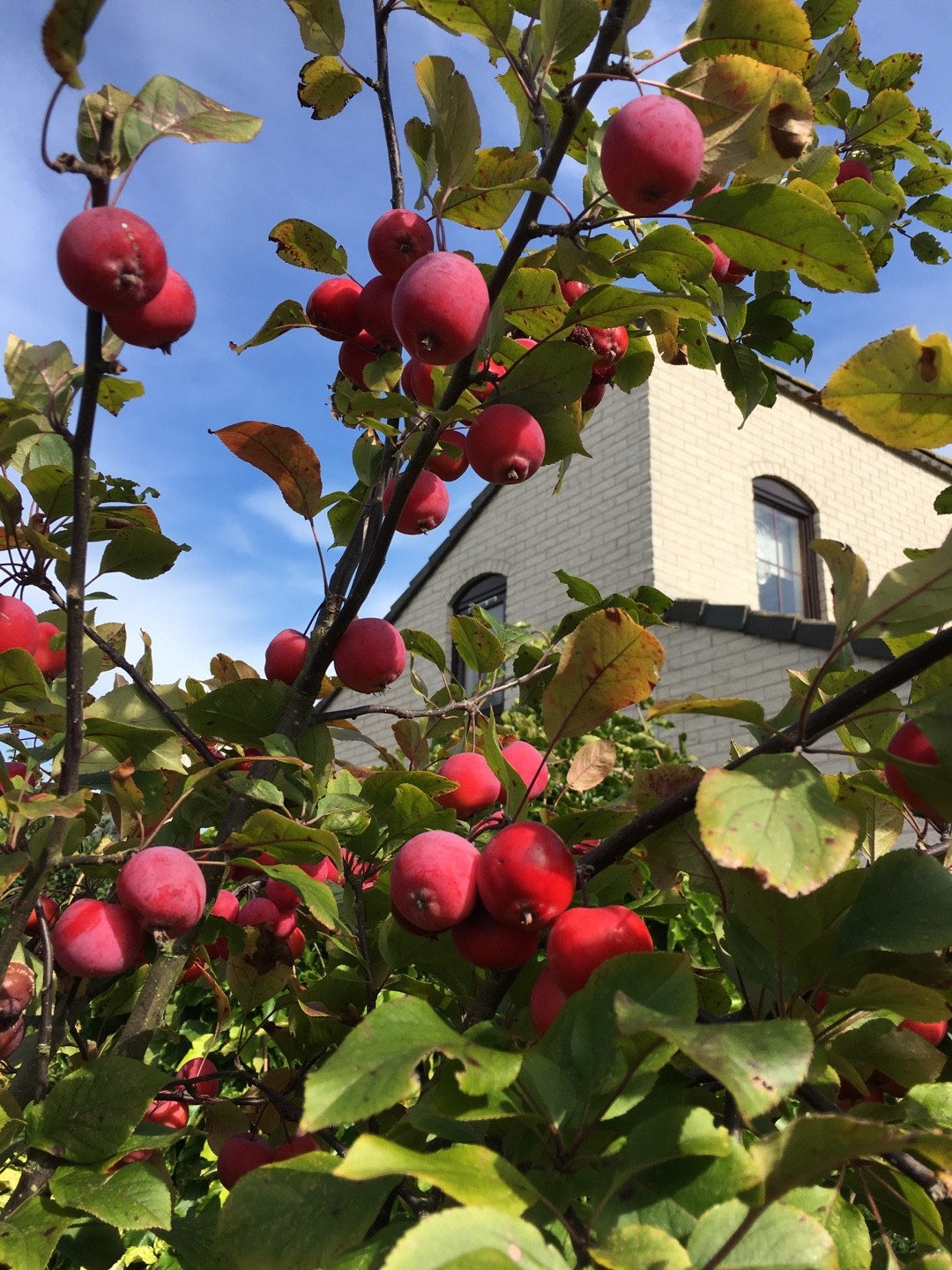 Malus Domestica Appletini Malus Domestica Appletini Picturethis