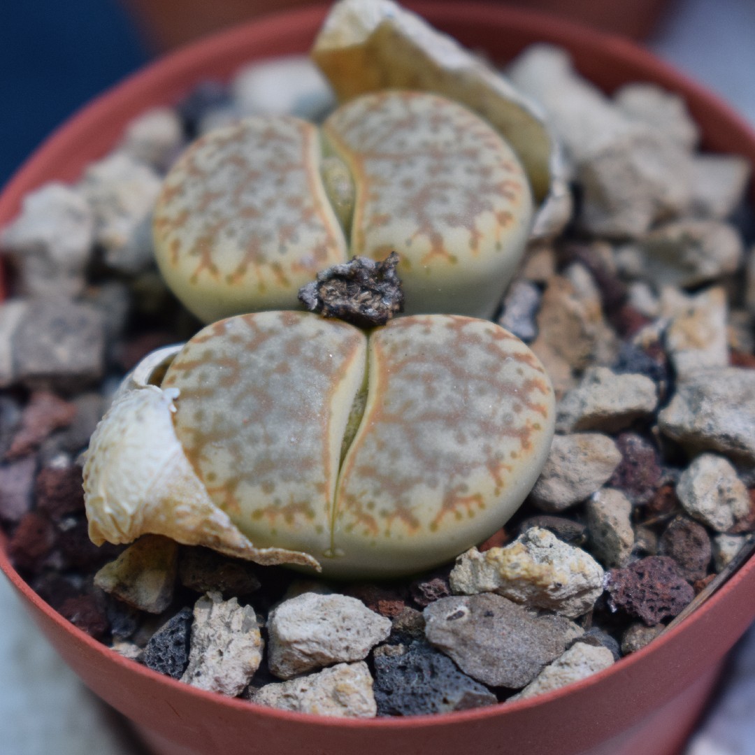 リトープス Lithops Pseudotruncatella 花言葉 毒性 よくある質問 Picturethis